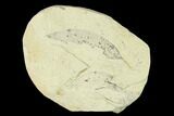 Miocene Fossil Leaf (Cinnamomum) - Augsburg, Germany #139463-1